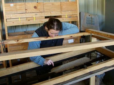 Person sifting through sand for apple maggot pupae