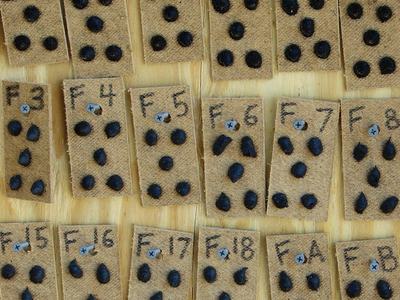 Small pieces of wood with dollops of chemical on them