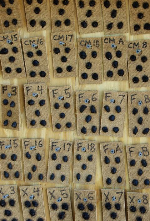 Small pieces of wood with dollops of chemical on them