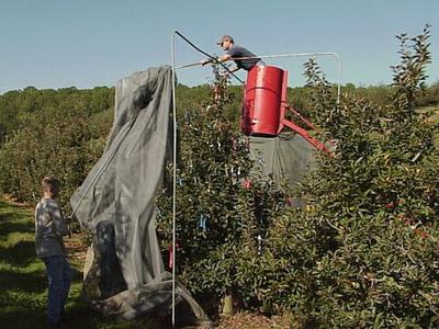 People setting up large insect cage