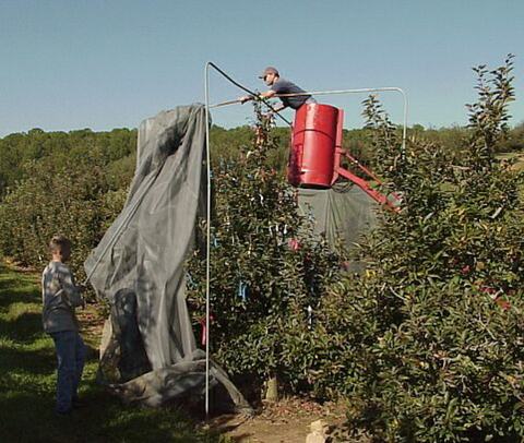 People setting up large insect cage over a tree in an apple orchard