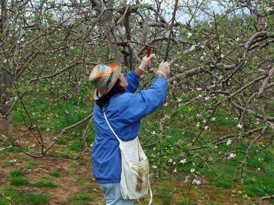 Person hanging mating disruption pheromone in apple orchard
