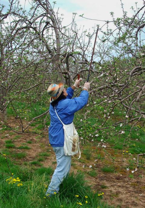 Person hanging mating disruption pheromone in apple orchard