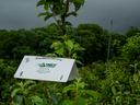 White tent insect trap in apple orchard