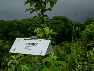 White tent insect trap in apple orchard