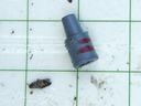 Codling moth synthetic lure in sticky insect trap, with captured codling moth