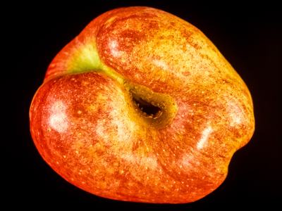 Mature apple with large depression from early-season worm feeding