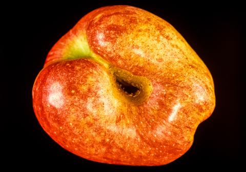 Mature apple with large depression from early-season worm feeding