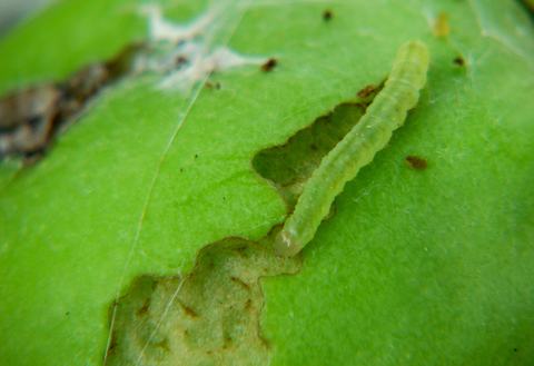 Green worm feeding on green apple