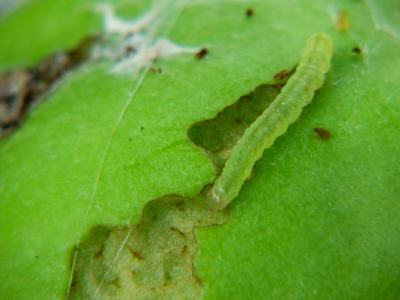 Green worm feeding on green apple