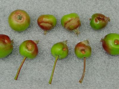 Small immature apples with dimple marks from worm feeding