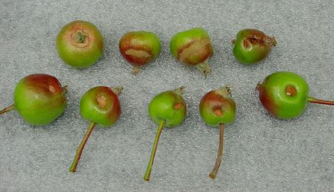Small immature apples with dimple marks from worm feeding