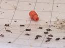 Moths stuck on white sticky card with rubber synthetic pheromone dispenser.