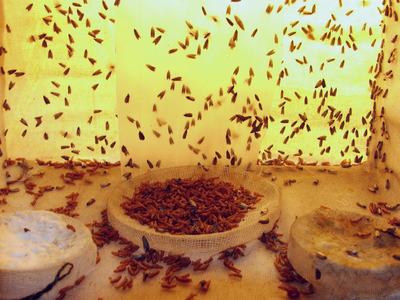 Interior of cage filled with small moths