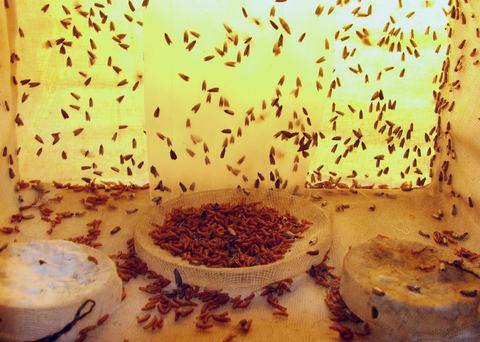 Interior of cage filled with small moths