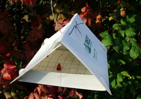 Delta-style insect trap