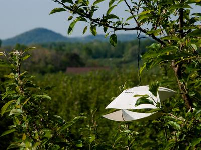 Insect trap in apple tree
