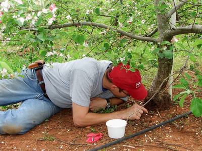 Looking for dogwood borer larvae in apple tree trunk