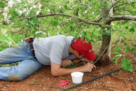 Person lying on ground and looking at base of apple tree with foreceps and container