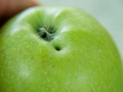 Tarnished plant bug damage on apple
