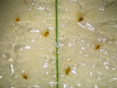 Close-up of adult San Jose scales on sticky trap.