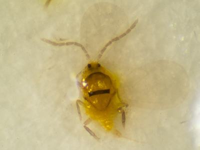 Adult San Jose scale on sticky trap.