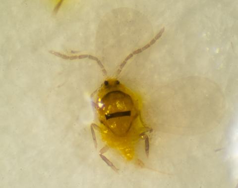 Adult San Jose scale on sticky trap