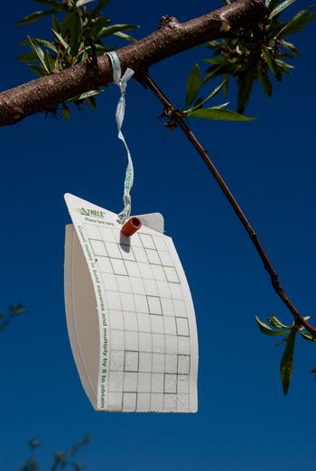 San Jose scale trap in apple tree