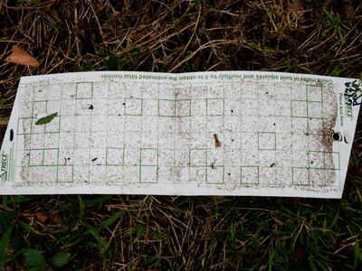 Trap with many San Jose scale adults.