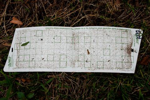 Trap containing many San Jose scale adults