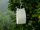 Sticky card insect trap hanging in apple tree in orchard