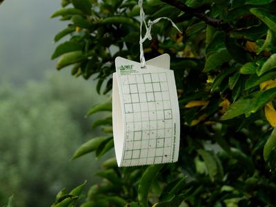 Sticky card insect trap hanging in apple tree in orchard