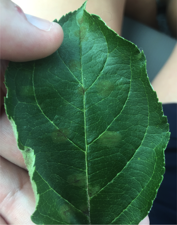 Apple scab lesions on leaves
