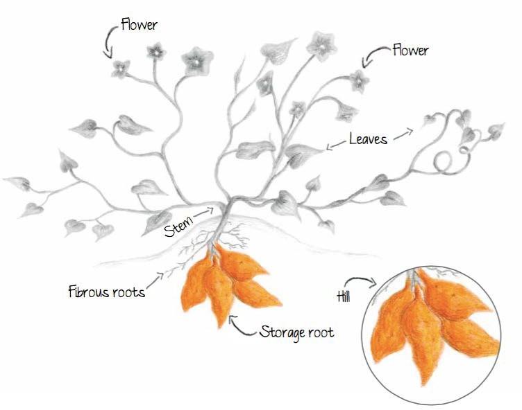 Drawing of a sweet potato vine. Above ground vines, leaves, and flowers. Below ground fibrous roots and edible storage roots.