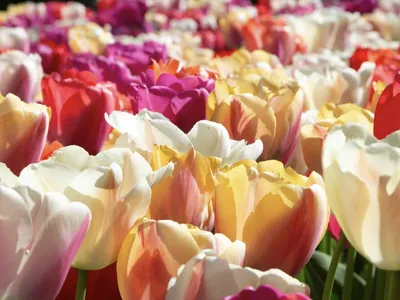 tulips
