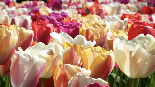 tulips