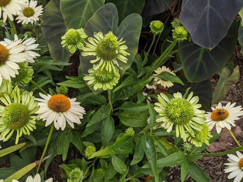 plant with aster yellows disease