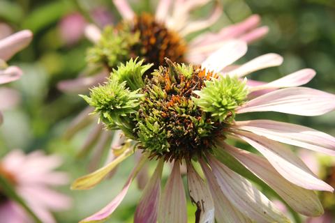 Virus on coneflower floral structure