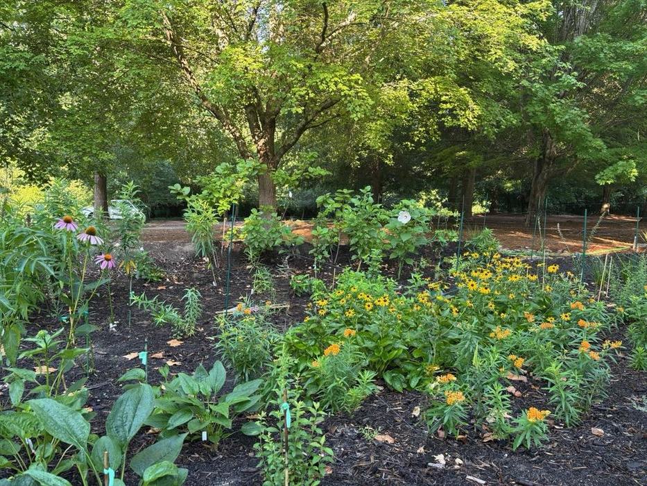 Rain garden mid summer