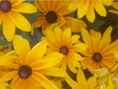 yellow black eyed Susans