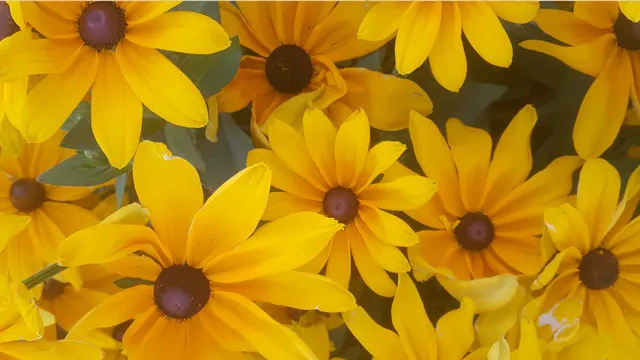 yellow black eyed Susans