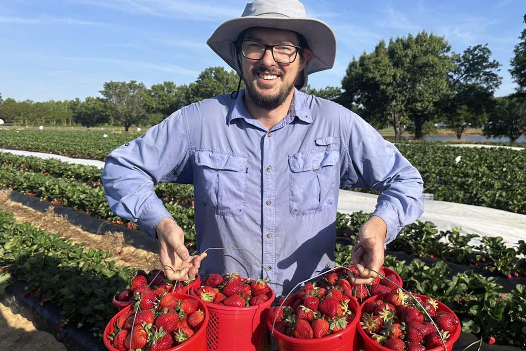 Austin Wrenn, president of the North American Strawberry Association, smiles while holding multiple red baskets of freshly picked strawberries in a farm field.