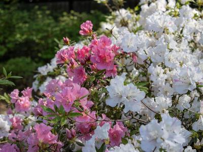Pink and White Azaleas at the NHC Arboretum