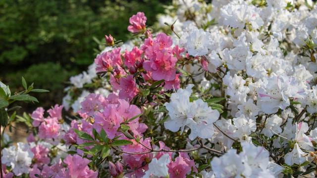 Pink and White Azaleas at the NHC Arboretum