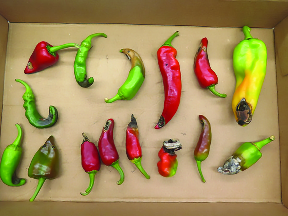 symptoms of blossom end rot on peppers