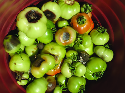 symptoms of blossom end rot on tomato fruit