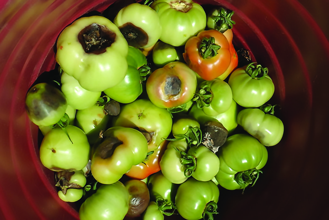 symptoms of blossom end rot on tomato fruit