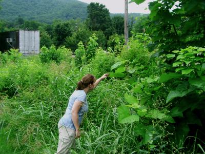 Person scouting for BMSB adults