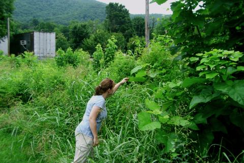 Person looking for brown marmorated stink bugs in tall vegetation