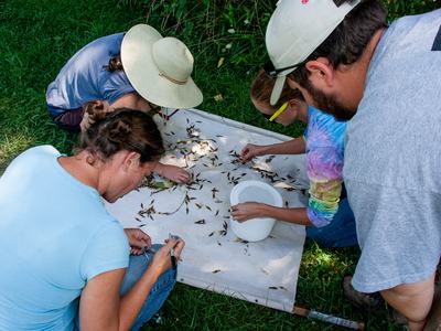 People looking at insects on a beat cloth sample